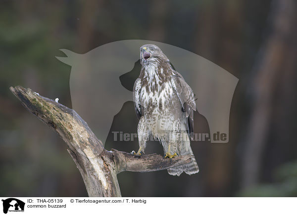 common buzzard / THA-05139