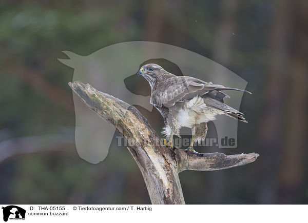 common buzzard / THA-05155
