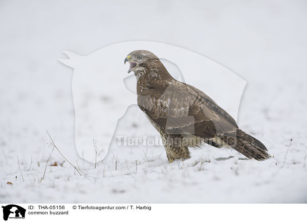 common buzzard / THA-05156