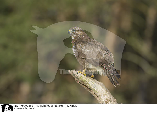 common buzzard / THA-05169