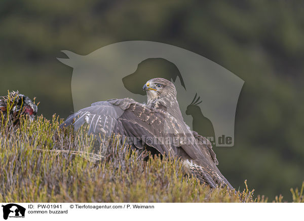 common buzzard / PW-01941