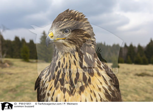 common buzzard / PW-01951