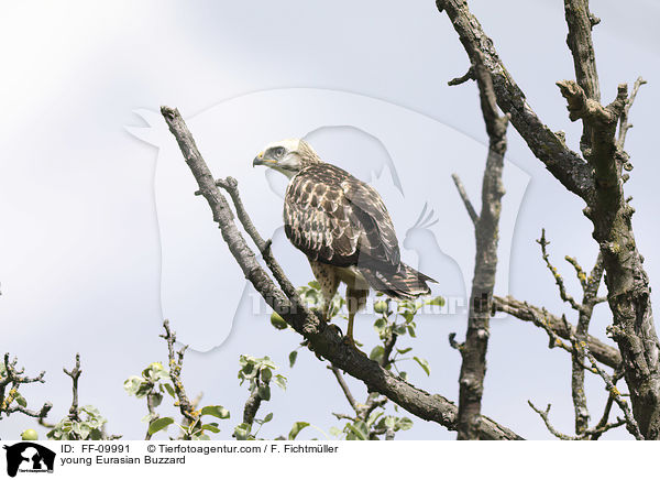 young Eurasian Buzzard / FF-09991