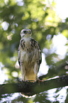 young Eurasian Buzzard