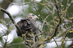 young Eurasian Buzzard