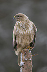 common buzzard