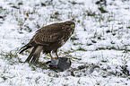 Common Buzzard