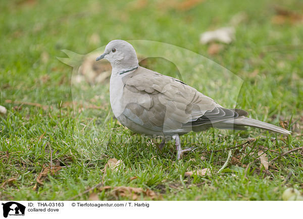 collared dove / THA-03163