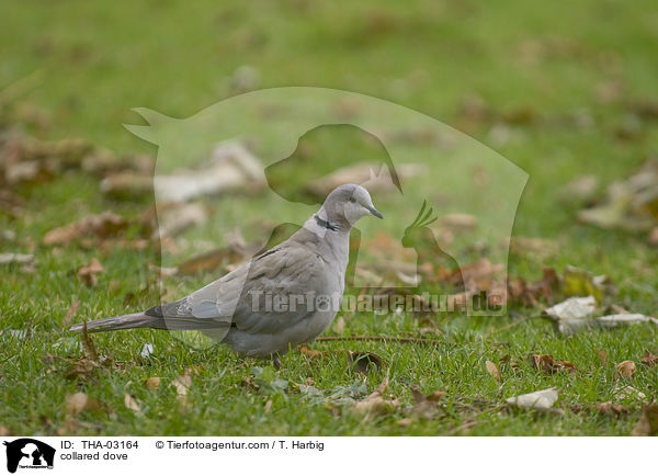collared dove / THA-03164