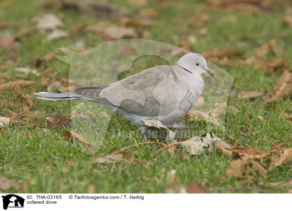 collared dove / THA-03165