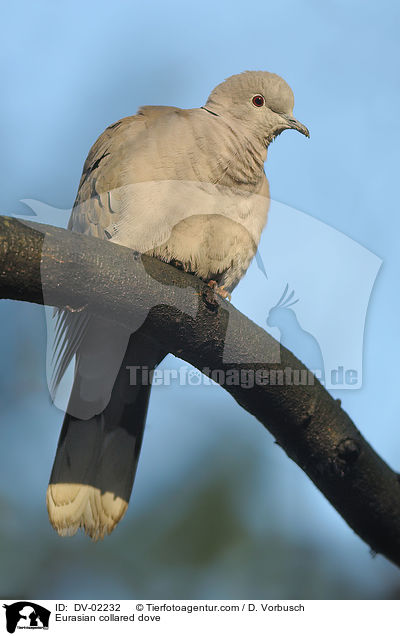 Eurasian collared dove / DV-02232