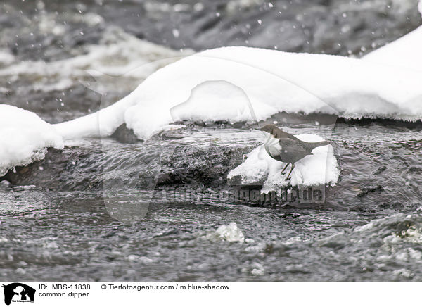 common dipper / MBS-11838