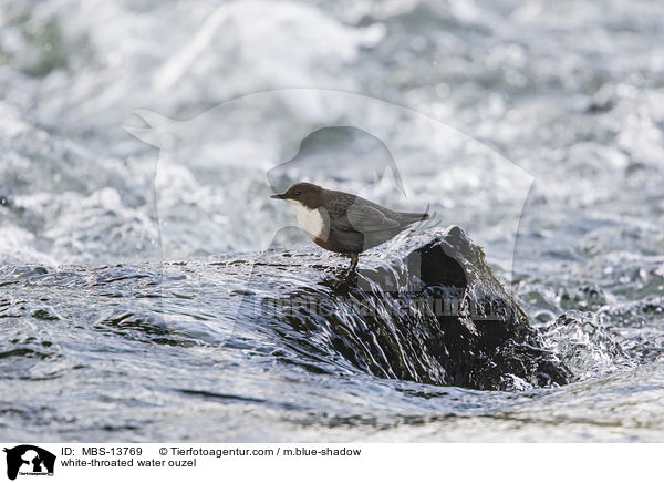 white-throated water ouzel / MBS-13769