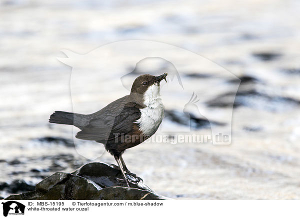 white-throated water ouzel / MBS-15195