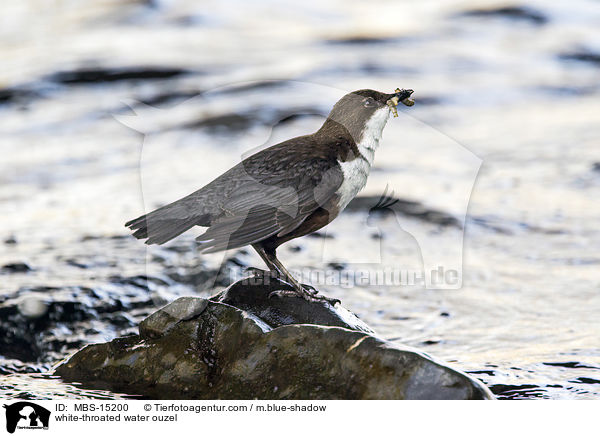 white-throated water ouzel / MBS-15200