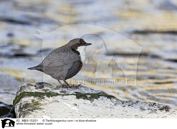 white-throated water ouzel / MBS-15201