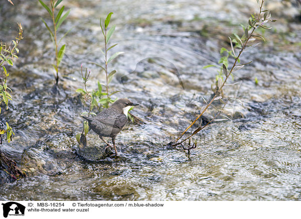 white-throated water ouzel / MBS-16254
