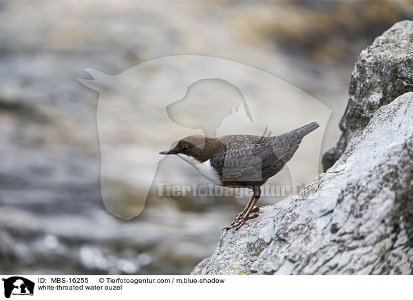 white-throated water ouzel / MBS-16255