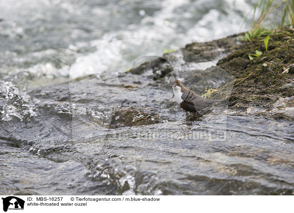 white-throated water ouzel / MBS-16257