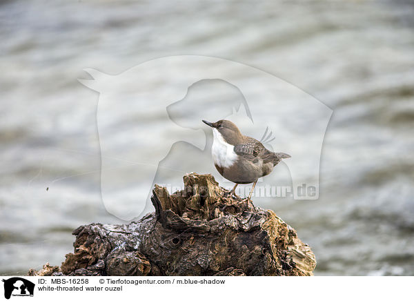 white-throated water ouzel / MBS-16258