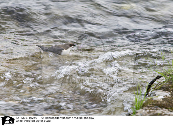 white-throated water ouzel / MBS-16260