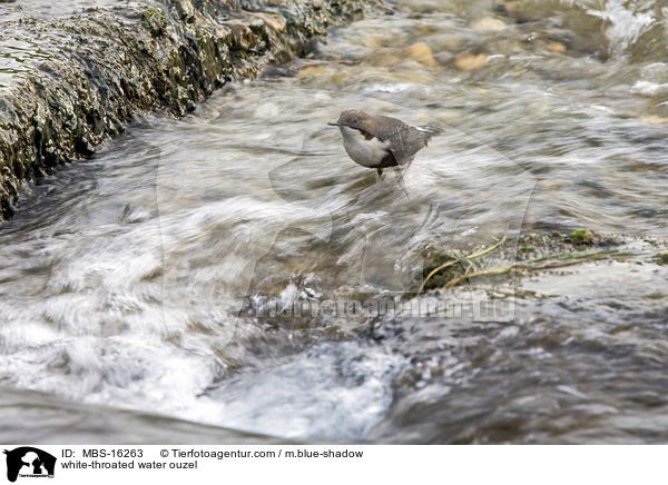 white-throated water ouzel / MBS-16263