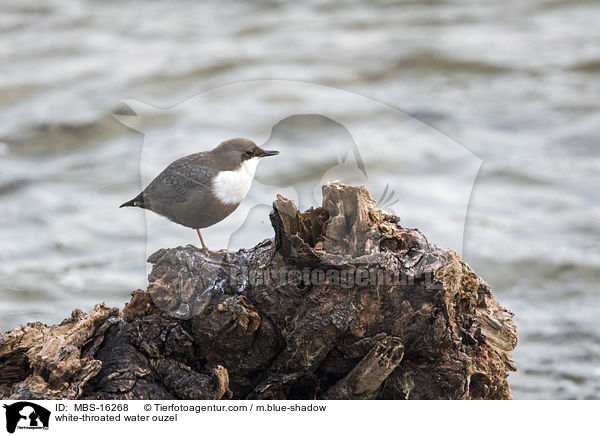 white-throated water ouzel / MBS-16268