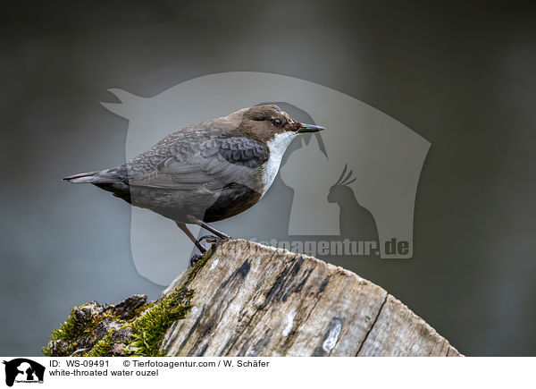 white-throated water ouzel / WS-09491