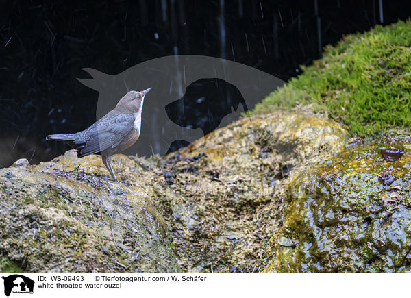 white-throated water ouzel / WS-09493