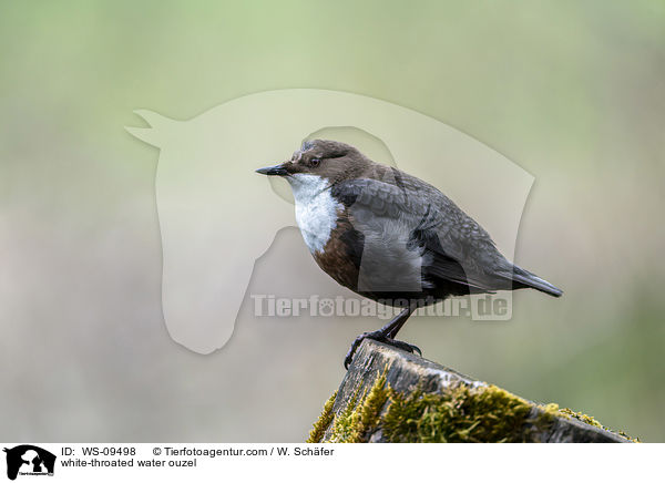 white-throated water ouzel / WS-09498