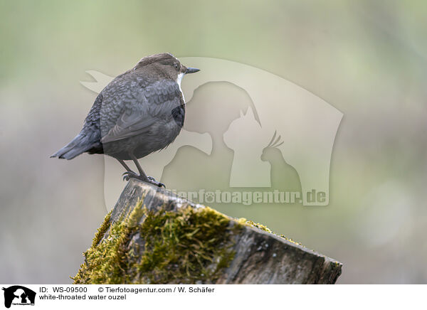 white-throated water ouzel / WS-09500