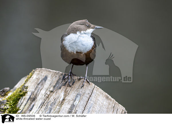 white-throated water ouzel / WS-09506