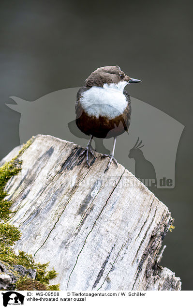 white-throated water ouzel / WS-09508
