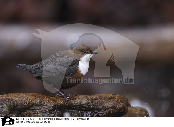 white-throated water ouzel / FF-12377
