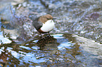 common dipper