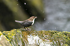 common dipper