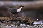 white-throated water ouzel