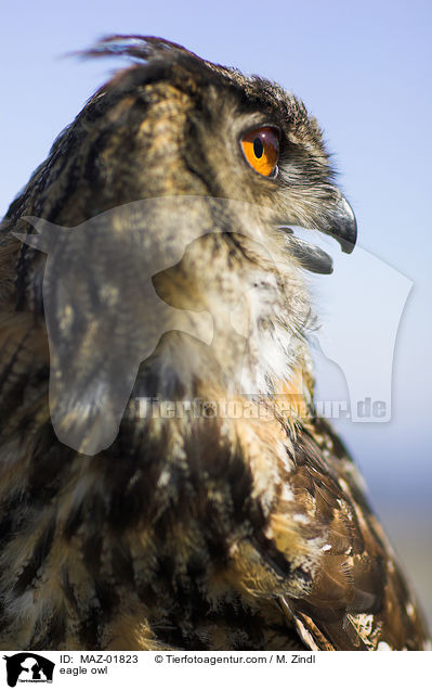 eagle owl / MAZ-01823