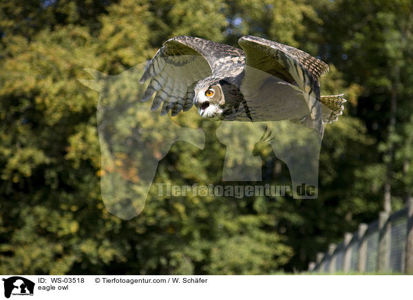 Uhu / eagle owl / WS-03518
