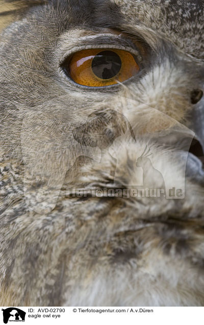 eagle owl eye / AVD-02790