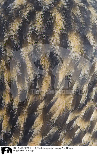 eagle owl plumage / AVD-02796