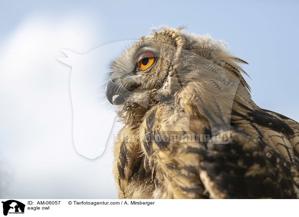 eagle owl / AM-06057