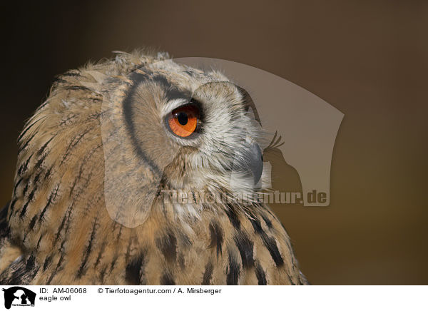 eagle owl / AM-06068