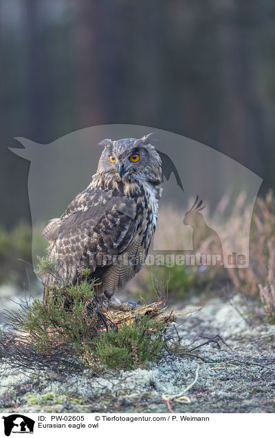 Eurasian eagle owl / PW-02605