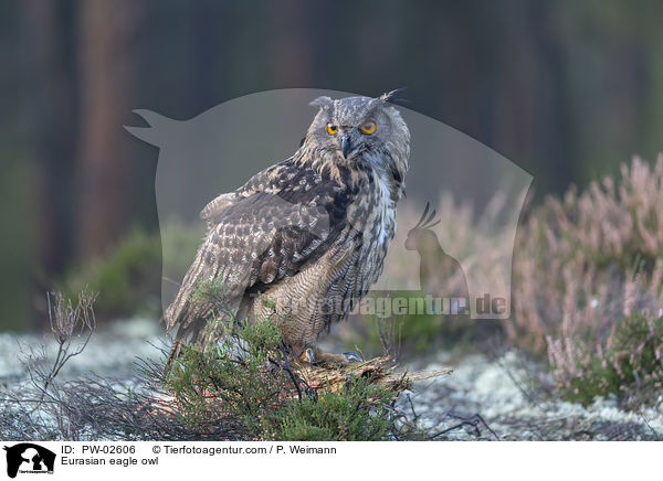 Eurasian eagle owl / PW-02606