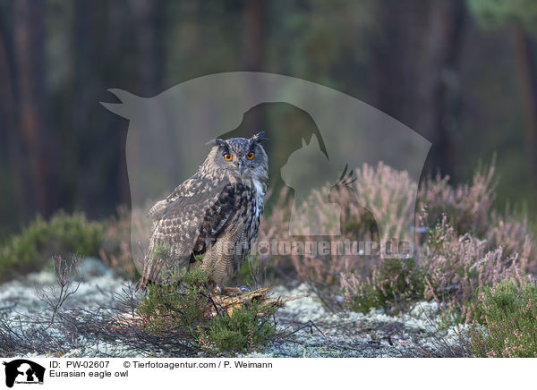 Eurasian eagle owl / PW-02607