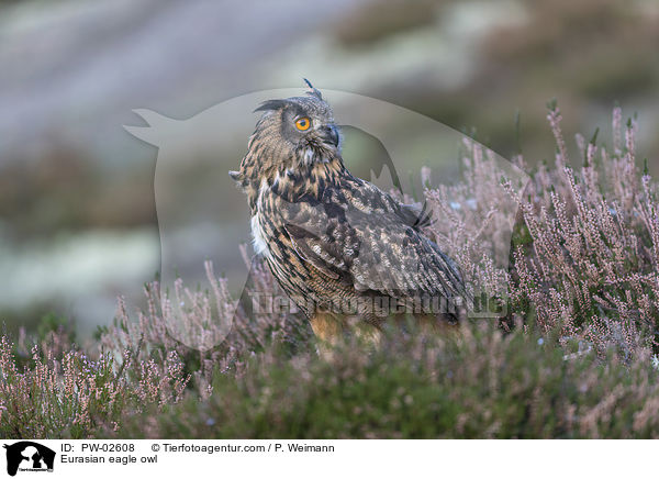 Eurasian eagle owl / PW-02608