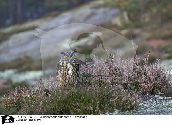 Eurasian eagle owl / PW-02609