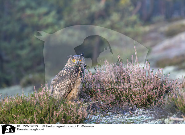Eurasian eagle owl / PW-02613