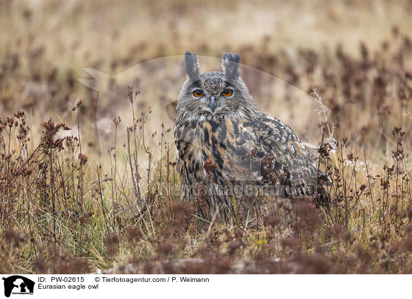 Eurasian eagle owl / PW-02615